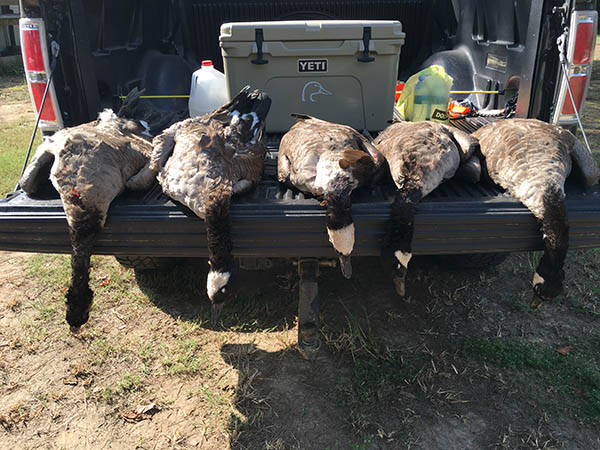 Arkansas goose hunting